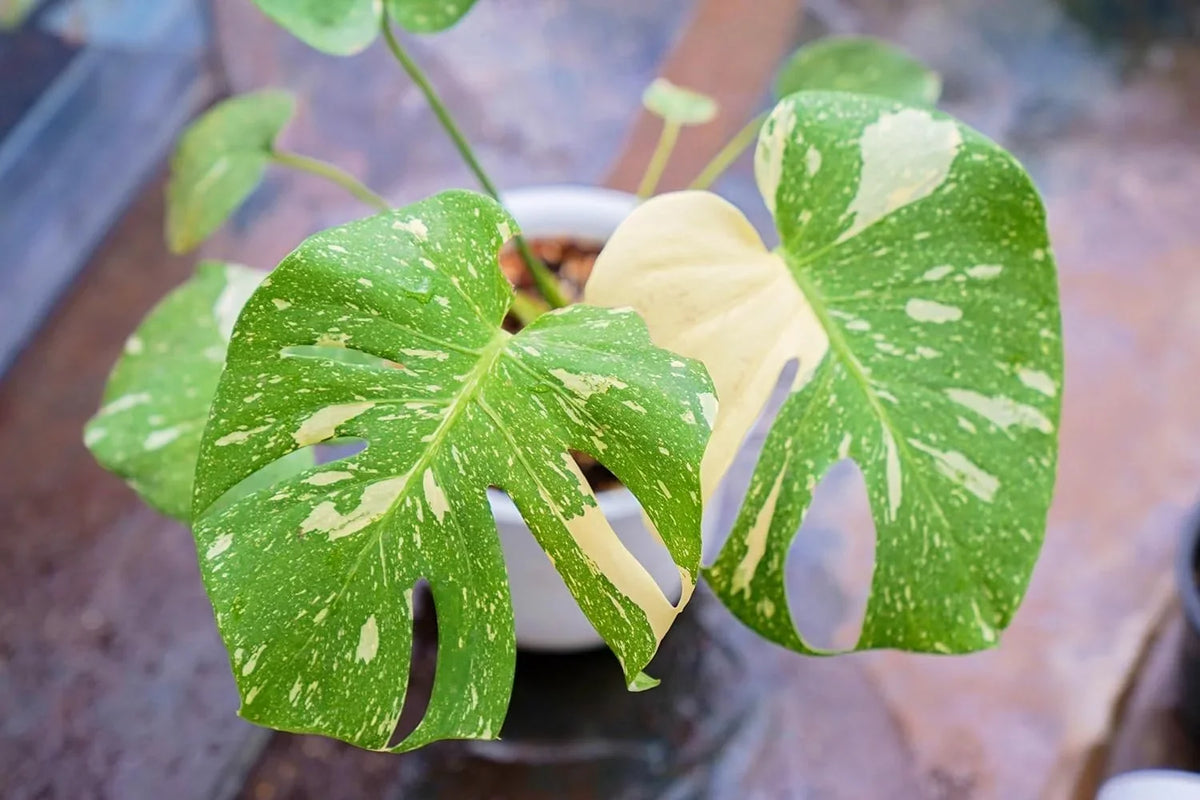 Indoor - Constellation' Rare Live Constellation 4 'Thai - Monstera Plant Nursery Inch in deliciosa Pot Monstera Extremely Houseplant - Thai a