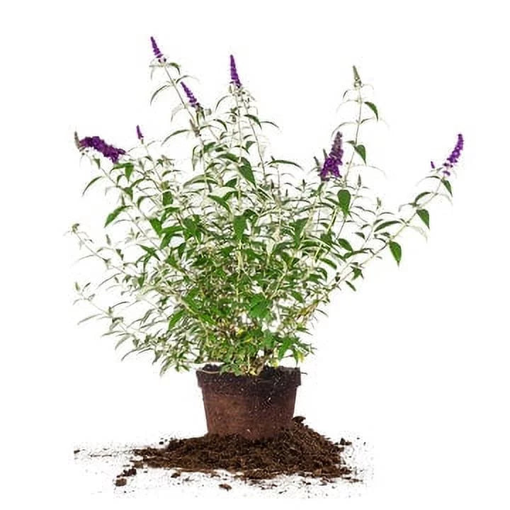 Maintenance Pollinator Low Black Bush Knight 3 - Magnet Butterfly Gal. -