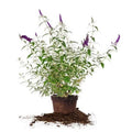 Maintenance Pollinator Low Black Bush Knight 3 - Magnet Butterfly Gal. -