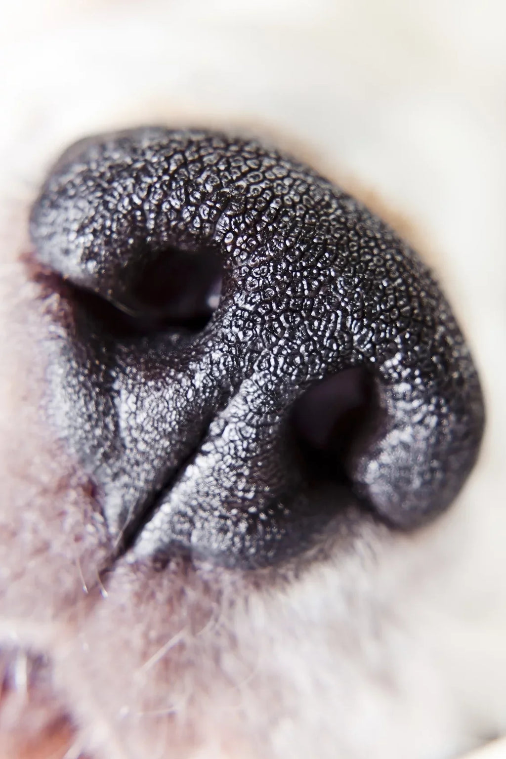 High Alpha 10x 2 Close-Up (67mm) (Macro) Lens Sony Definition Element A6000