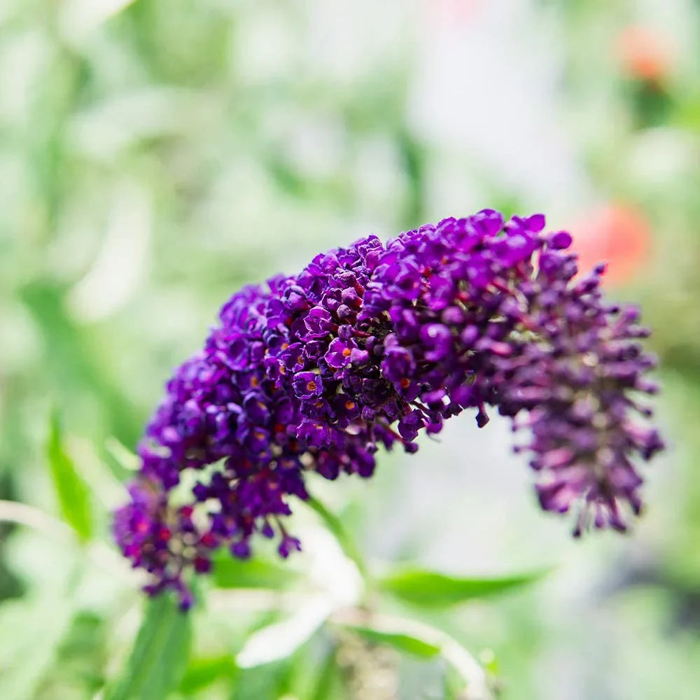 Maintenance Pollinator Low Black Bush Knight 3 - Magnet Butterfly Gal. -
