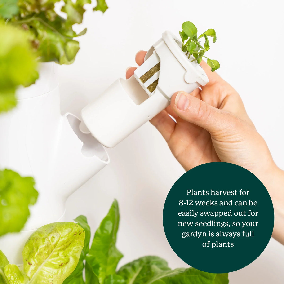 Garden| System Planter Vertical & Non-GMO & 3.0 Plants, Smart Your Indoor Home Indoor Lights Includes 30 Vegetables Herbs Gardening & Garden Grow Hydroponics LED Indoor Gardyn for | Growing System
