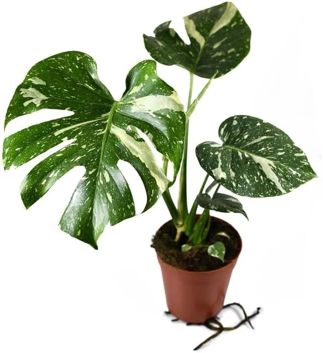 Indoor - Constellation' Rare Live Constellation 4 'Thai - Monstera Plant Nursery Inch in deliciosa Pot Monstera Extremely Houseplant - Thai a
