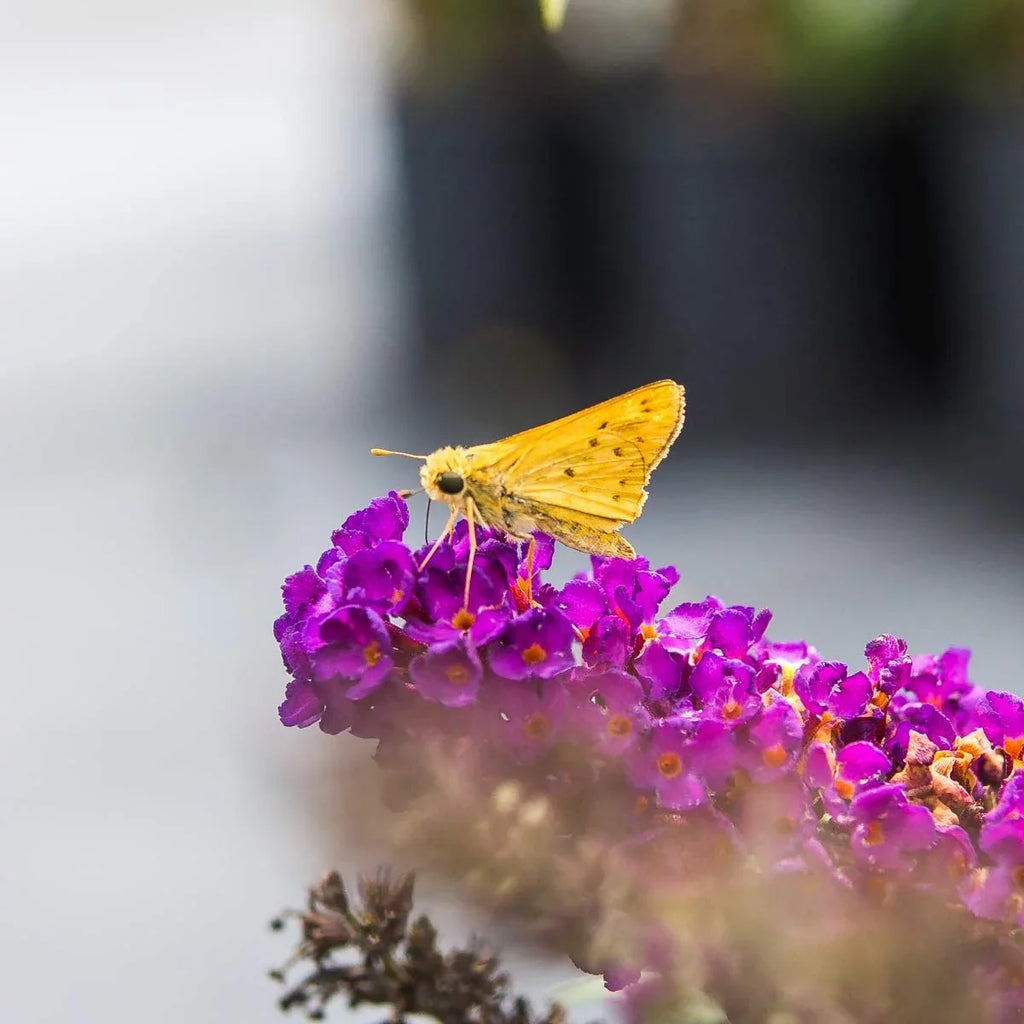 Maintenance Pollinator Low Black Bush Knight 3 - Magnet Butterfly Gal. -