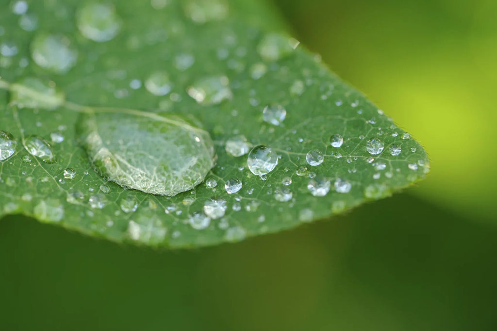 High Alpha 10x 2 Close-Up (67mm) (Macro) Lens Sony Definition Element A6000
