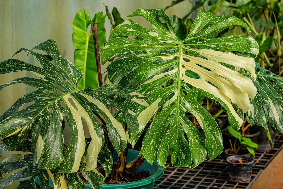 Indoor - Constellation' Rare Live Constellation 4 'Thai - Monstera Plant Nursery Inch in deliciosa Pot Monstera Extremely Houseplant - Thai a